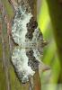 Epirrhoe alternata